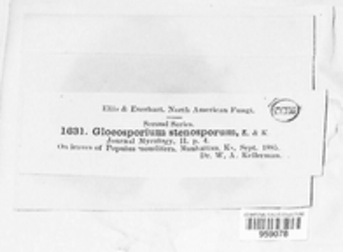 Marssonina stenospora image